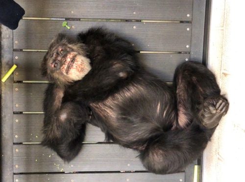 chimp relaxing